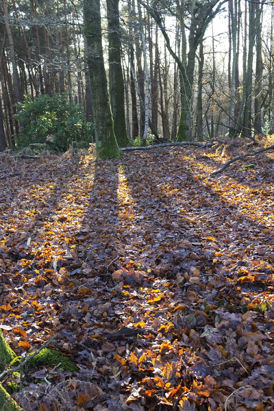 Colorful leaves covering the forest floor